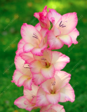 True Gladiolus Bulbs Beautiful Flower Bulbs symbolizes Nostalgia