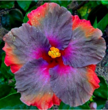 Dinnerplate Hibiscus Seeds Perennial Flower 10-12 Inch Blooming - (Color: 16)