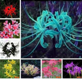 Colorful Mixing Lycoris Radiata Seed Lycoris Flower Potted Plants - (Color: 5)