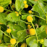Toothache Plant Seeds - Acmella Oleracea Herbal Pain Relief & Medicinal Garden Plant