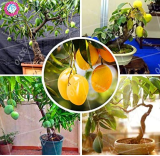 Mango Fruit Seed Tree Perennial Indoor Subtropocics