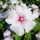 Flower Mallow Seeds, Lavatera Trimestris, Pink-White Flowers, Fast-Growing Annual for Gardens & Containers