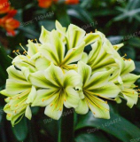 Clivia Flower Seeds kefir Lily Flower Decorative Garden Flowers