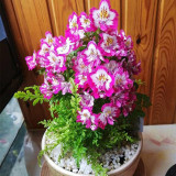 Schizanthus Pinnatus Seeds, Poor Man's Orchid Dwarf Variety with Vibrant Orchid-Like Blooms, Color Variations