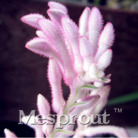 Rare Kangaroo Paw Seed, Natural Growth Plant for home Garden - (Color: 10)