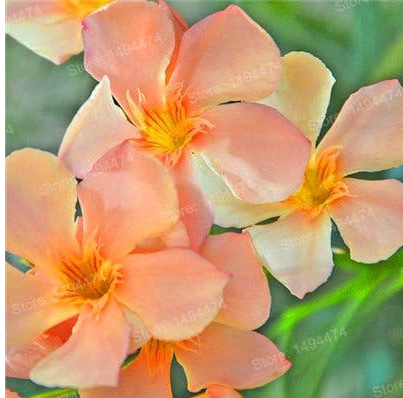 Clivia Flower Seeds kefir Lily Flower Decorative Garden Flowers