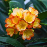 Clivia Flower Seeds kefir Lily Flower Decorative Garden Flowers
