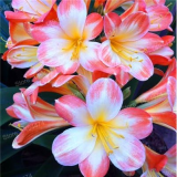Clivia Flower Seeds kefir Lily Flower Decorative Garden Flowers