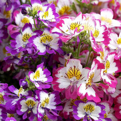 Schizanthus Pinnatus Seeds, Poor Man's Orchid Dwarf Variety with Vibrant Orchid-Like Blooms, Color Variations
