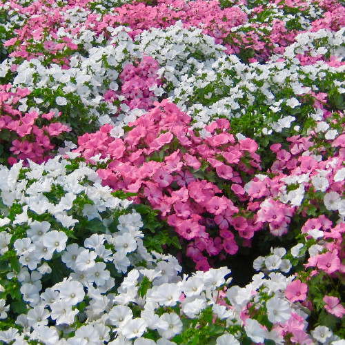 Flower Mallow Seeds, Lavatera Trimestris, Pink-White Flowers, Fast-Growing Annual for Gardens & Containers