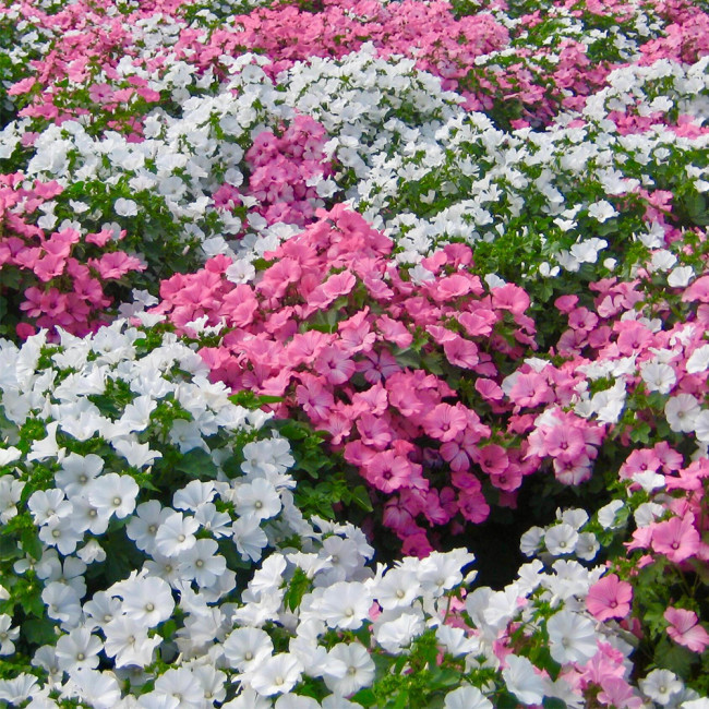 Flower Mallow Seeds, Lavatera Trimestris, Pink-White Flowers, Fast-Growing Annual for Gardens & Containers