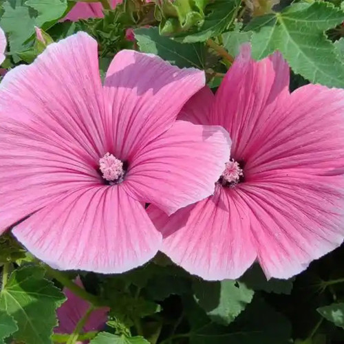 Flower Mallow Seeds, Lavatera Trimestris, Pink-White Flowers, Fast-Growing Annual for Gardens & Containers