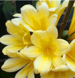 Clivia Flower Seeds kefir Lily Flower Decorative Garden Flowers