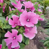 Flower Mallow Seeds, Lavatera Trimestris, Pink-White Flowers, Fast-Growing Annual for Gardens & Containers