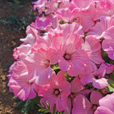 Flower Mallow Seeds, Lavatera Trimestris, Pink-White Flowers, Fast-Growing Annual for Gardens & Containers