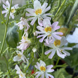 Schizanthus Pinnatus Seeds, Poor Man's Orchid Dwarf Variety with Vibrant Orchid-Like Blooms, Color Variations