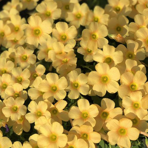 Oxalis Obtusa Series Bulb - 'Sundisc', Pack of 10 Bulbs