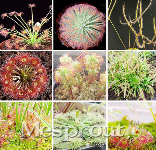 Sundew Seed Varieties Garden Seed Plant Sundew Carnivorous Potted Plant