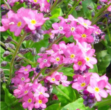 Myosotis Sylvatica Seed Rare Forget Me Not - (Color: 3)