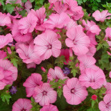 Flower Mallow Seeds, Lavatera Trimestris, Pink-White Flowers, Fast-Growing Annual for Gardens & Containers