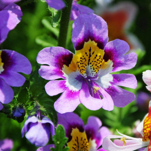 Schizanthus Pinnatus Seeds, Poor Man's Orchid Dwarf Variety with Vibrant Orchid-Like Blooms, Color Variations