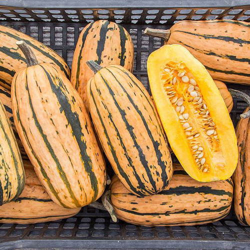 Honey Boat Delicata Squash Seeds, Green Striped, Sweet Nutty Flavor, No Curing Needed, Long Storage
