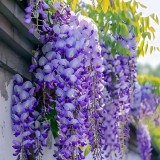 Chinese Wisteria Seeds, Wisteria Sinensis, Purple Flowers, Fast-Growing Flowering Vine, Medicinal & Decorative