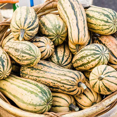 Honey Boat Delicata Squash Seeds, Green Striped, Sweet Nutty Flavor, No Curing Needed, Long Storage