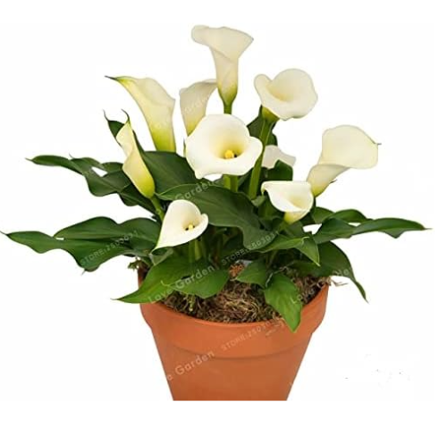 Calla Lily Bulbs Rare Bonsai Colorful Rhizome Zantedeschia Flower (Color: 1)