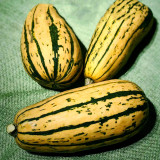 Honey Boat Delicata Squash Seeds, Green Striped, Sweet Nutty Flavor, No Curing Needed, Long Storage