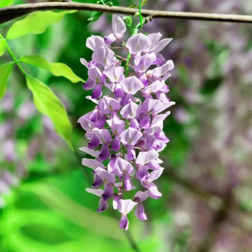 Chinese Wisteria Seeds, Wisteria Sinensis, Purple Flowers, Fast-Growing Flowering Vine, Medicinal & Decorative