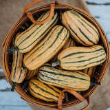 Honey Boat Delicata Squash Seeds, Green Striped, Sweet Nutty Flavor, No Curing Needed, Long Storage