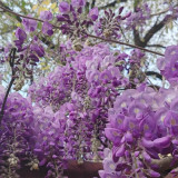 Chinese Wisteria Seeds, Wisteria Sinensis, Purple Flowers, Fast-Growing Flowering Vine, Medicinal & Decorative