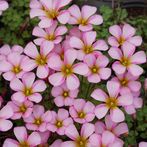 'Kissed by Fire' Oxalis obtusa Bulbs – Rare Winter-Blooming Beauty for Pots & Rock Gardens