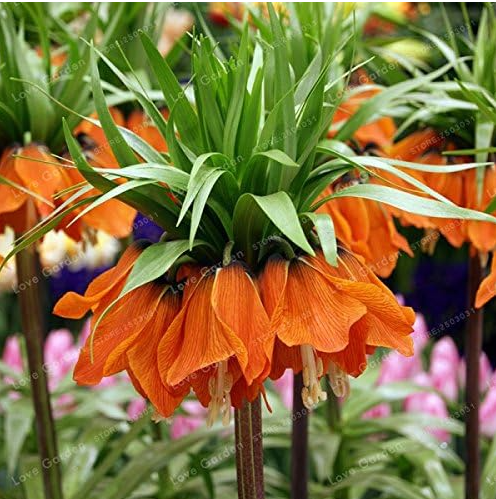 Crown Imperial Seed Wang Fritillaria Seed Easy Grow - (Color: 4)