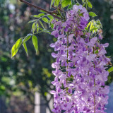 Chinese Wisteria Seeds, Wisteria Sinensis, Purple Flowers, Fast-Growing Flowering Vine, Medicinal & Decorative