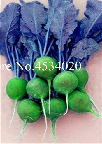 Exotic Beet Organic Vegetable Non-GMO Heirloom Sugar Beetroot Seed (Color: 17)