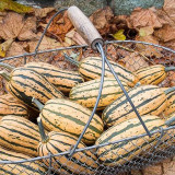 Honey Boat Delicata Squash Seeds, Green Striped, Sweet Nutty Flavor, No Curing Needed, Long Storage