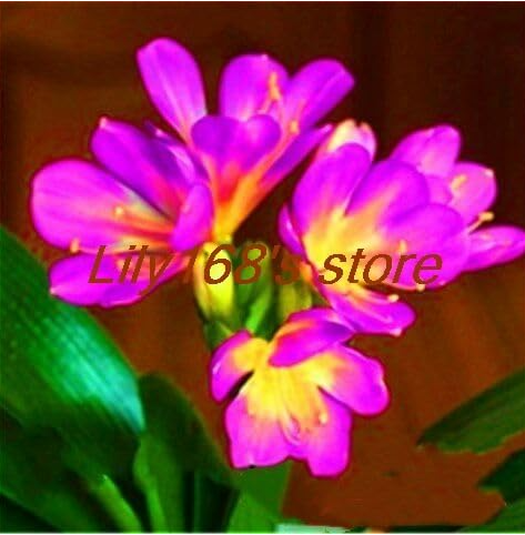 Clivia Seed, home garden vase four seasons flowers Seed - (Color: A22)