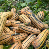 Honey Boat Delicata Squash Seeds, Green Striped, Sweet Nutty Flavor, No Curing Needed, Long Storage