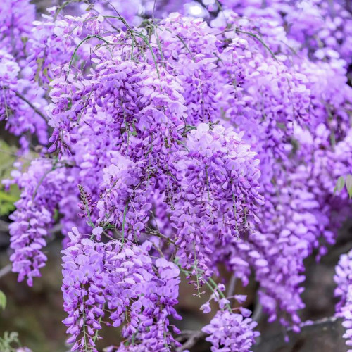 Chinese Wisteria Seeds, Wisteria Sinensis, Purple Flowers, Fast-Growing Flowering Vine, Medicinal & Decorative