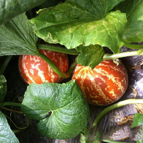 Tiger Melon Seeds, Exotic Melon, Unique Carmine Striped Melon, Fast Growing, Rich Aroma
