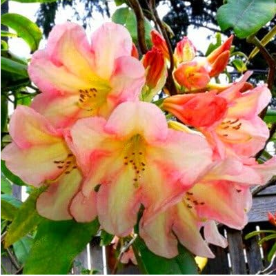 Rhododendron Flower Seeds Garden Plant - (Color: Yellow & Pink Bi-color)