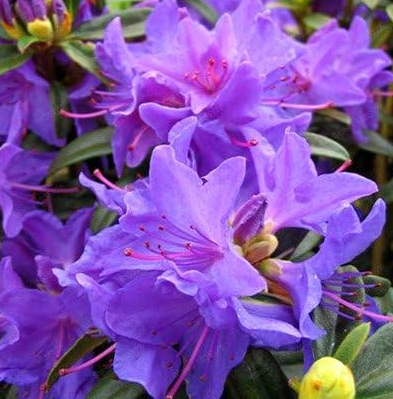 Rhododendron Flower Seeds Garden Plant - (Color: Purple)