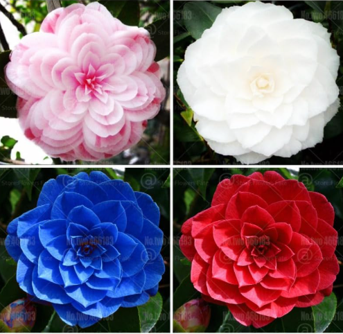 Camellia Seed Double Flap Common Camellia Flower (Color: 9)