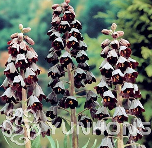 Snake's Head Persian Fritillary Seeds Bonsai Fritillaria Meleagris Mixture Plant (Color: 7)