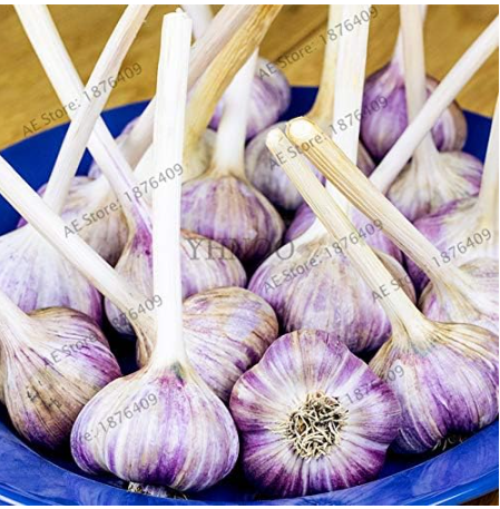 Garlic Flores Healthy Seed plantas Green Vegetable (Color: 6)