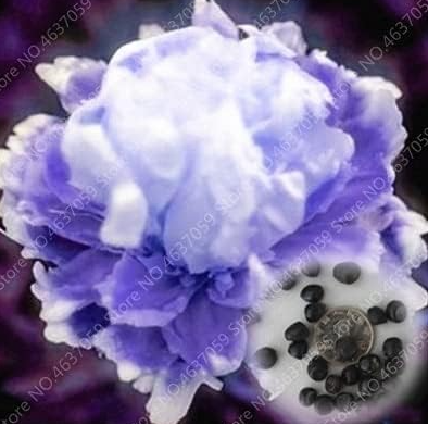 Rare Double Peony Seed Multicolor Perennial Peony Flowers (Color: 9)