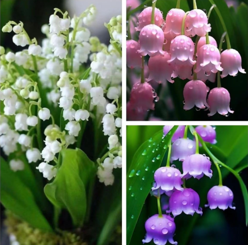 Lily of the valley seeds of mixed colors, perennial flower
