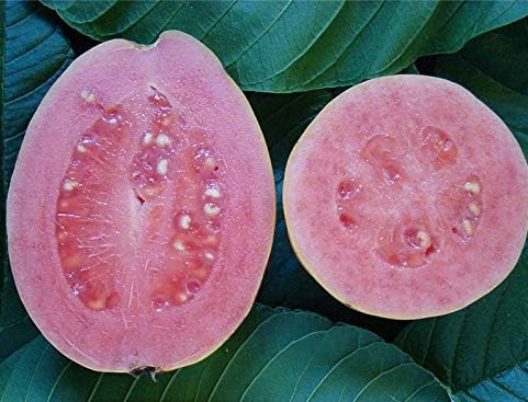 Guava Fruit Seeds Outdoor Seed Potted Perennial Juicy Guava Fruit
